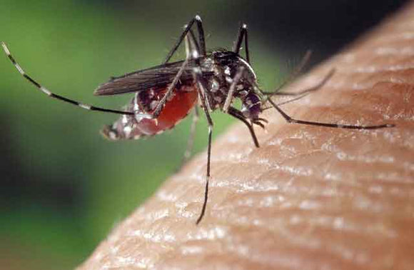 Mosquito sucking human blood