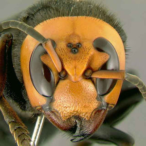 Could murder hornets become an invasive species?