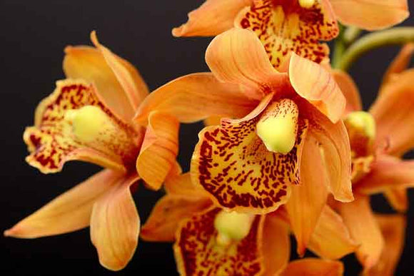 Orchids Image by annca from Pixabay