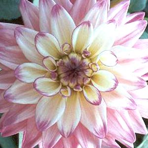 Dahlia 'Orion'