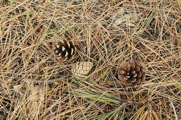 pine straw and cones
