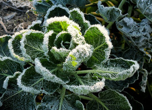 How to protect plants from frost and freeze