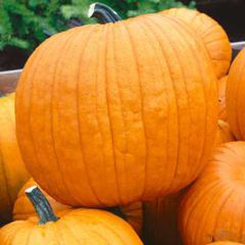 Pumpkin Howden - Credit National Garden Bureau