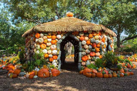 Pumpkin hut