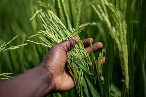 Increase in rice farming in sub-Saharan Africa found to be producing rising amounts of methane