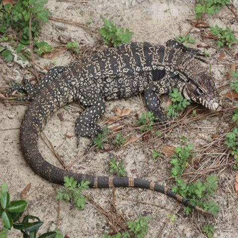 Argentine Tegu - Photo credit: GA DNR