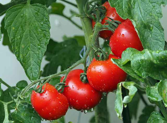 Tomato Image by kie-ker from Pixabay 