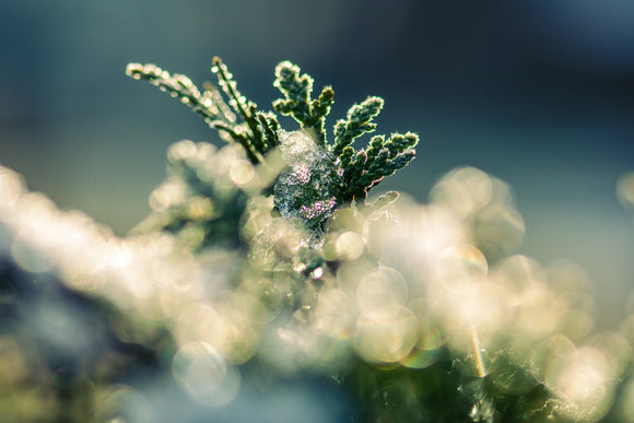 Frosted plant image by Willfried Wende from Pixabay