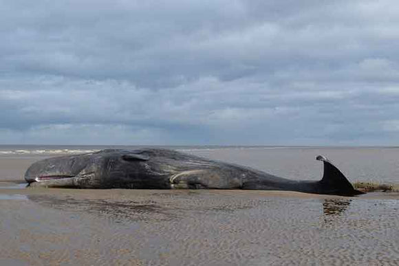 Beached whale - Image by BirdEL from Pixabay