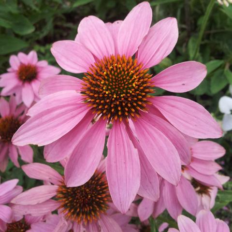 Echinacea collections