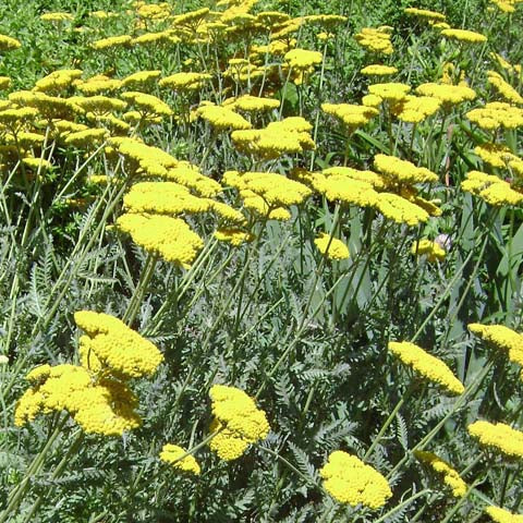 Drought tolerant plants - Achillea Yarrow