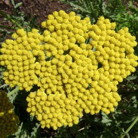 Achillea - For Butterfly Gardens