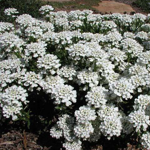 Candytuft - Iberis collection