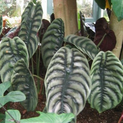 The Tropical Collection: Exotic Beauty for Home and Garden