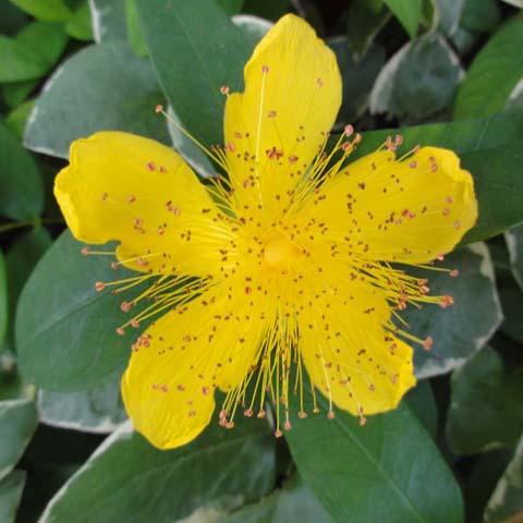 Hypericum collections