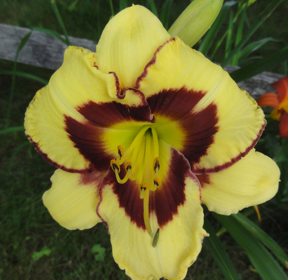 Daylilies collection