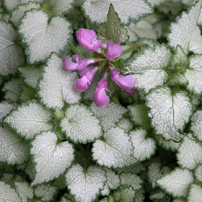 Lamium 'White Nancy'