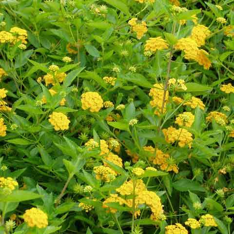 Ground cover shrubs collections