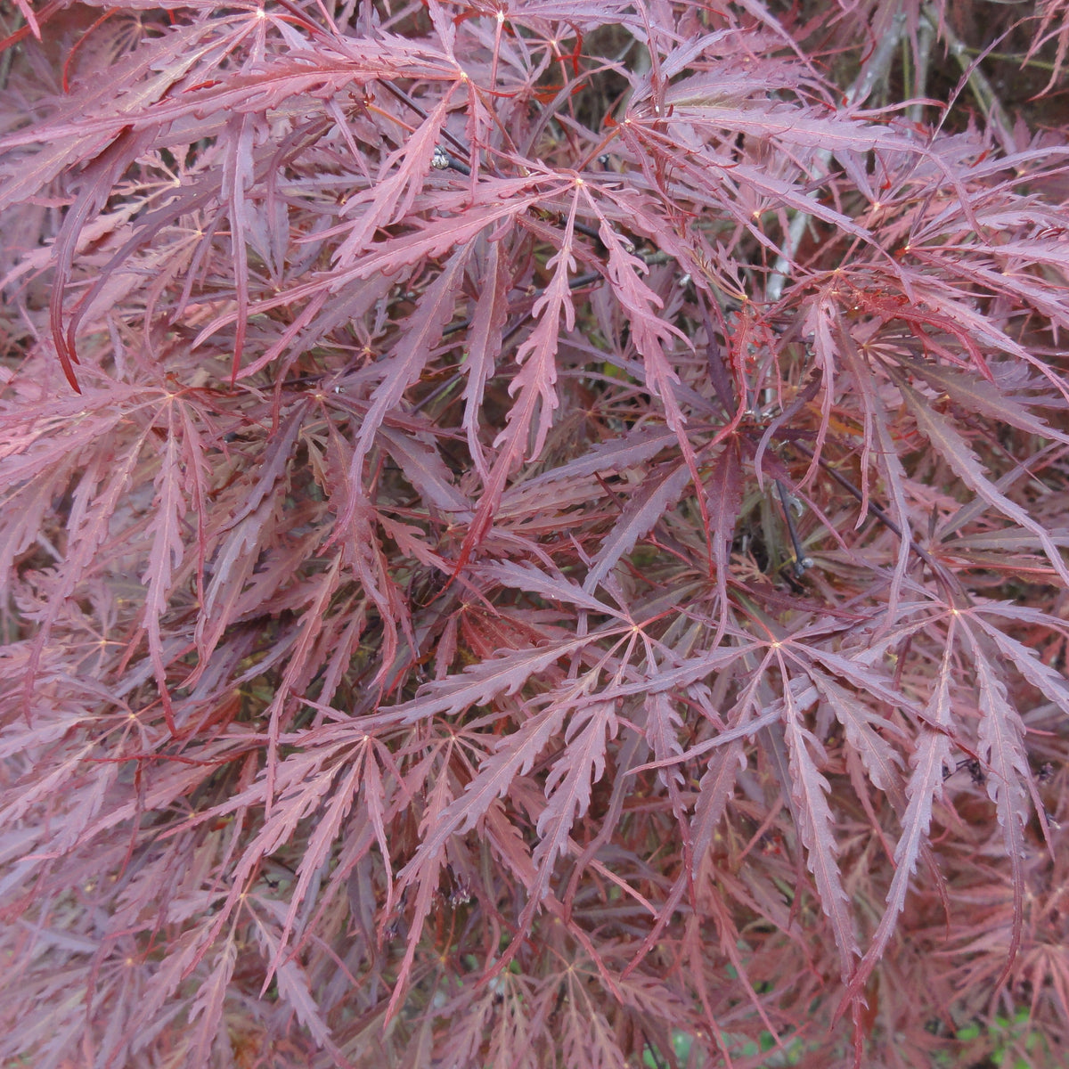 Shrubs and Trees