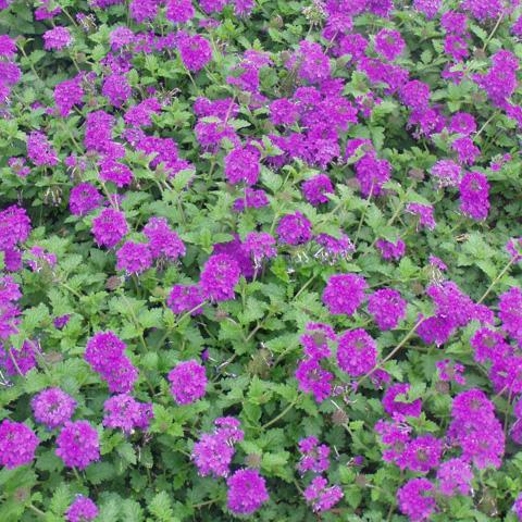 Verbena ground cover collections