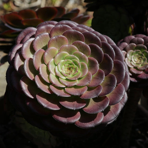 Aeonium image by Tim from Pixabay