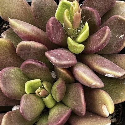 anacampseros rufescens