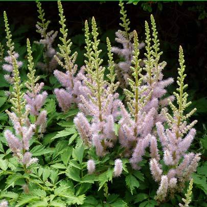 Astilbe collection