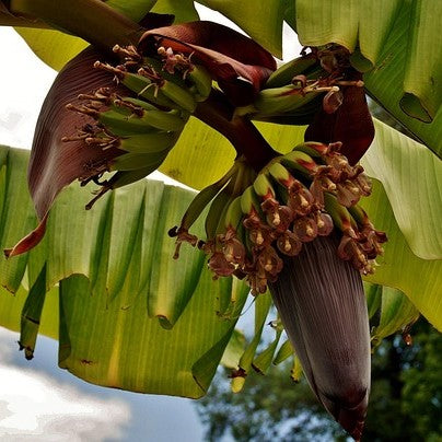 Banana Plants for Bold, Sun-Sweet Gardens