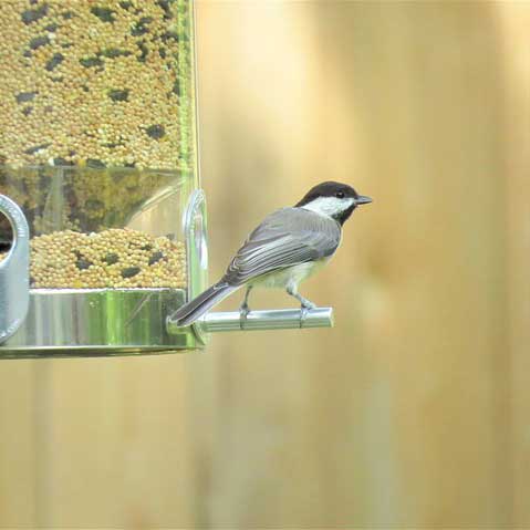 For the Birds – Feeders, Baths & Houses