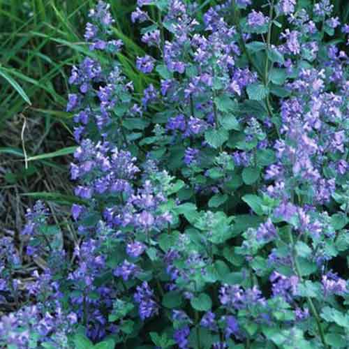 Nepeta - Catmint