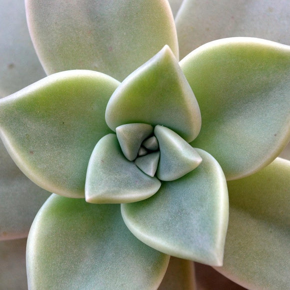 Graptopetalum – The Ghostly Treasures of the Desert