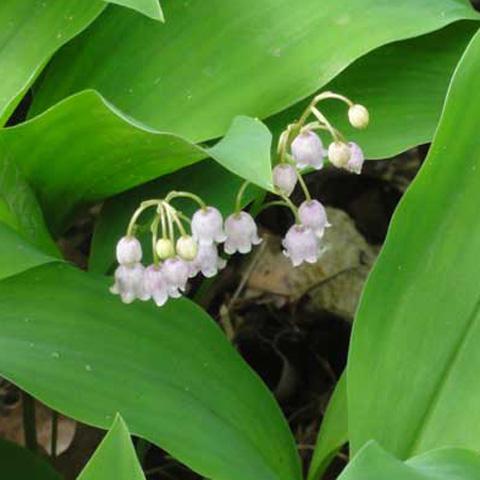 Lily-Of-The-Valley collection