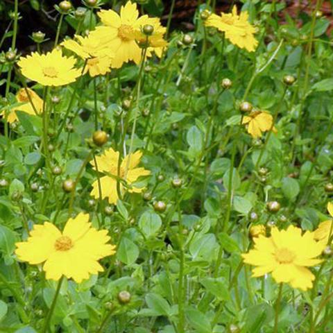 Coreopsis - Tickseed collections