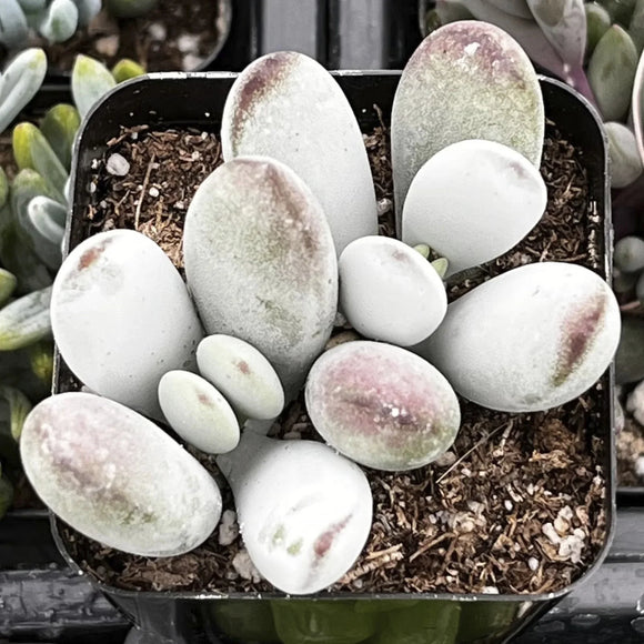 Cotyledon: Stalwart Beauties of the Sunlands