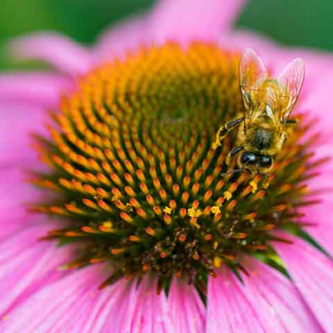 Echinacea with bee - Photo by Tina Nord from Pexels