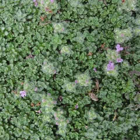 Thyme ground cover collections