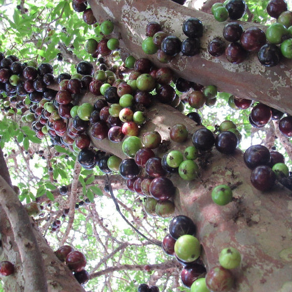 Jaboticaba tree