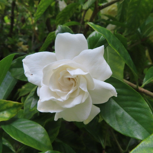 Gardenia jasminoides