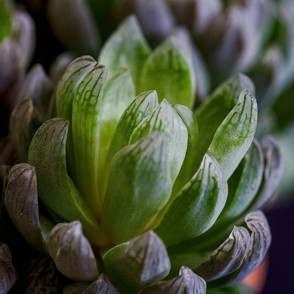 Haworthia image by Martin Hetto from Pixabay