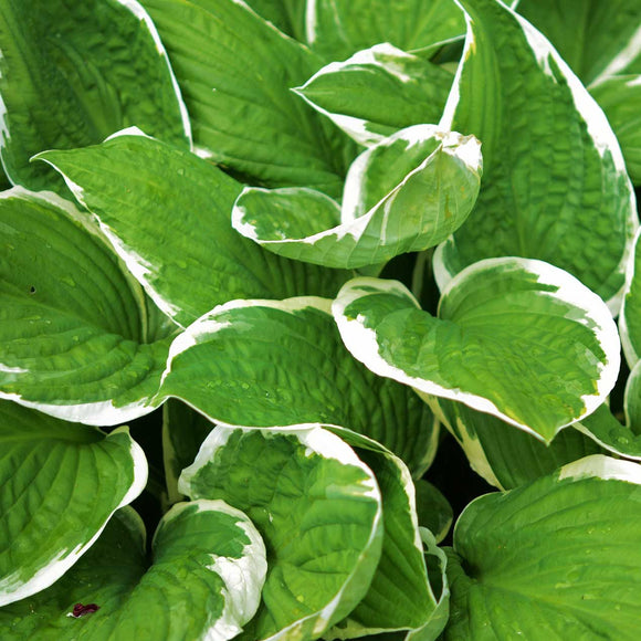 Hosta