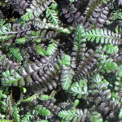 Leptinella - Fascinating and adaptable