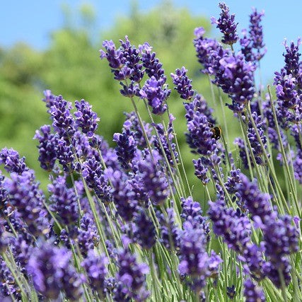 Lavender blossoms