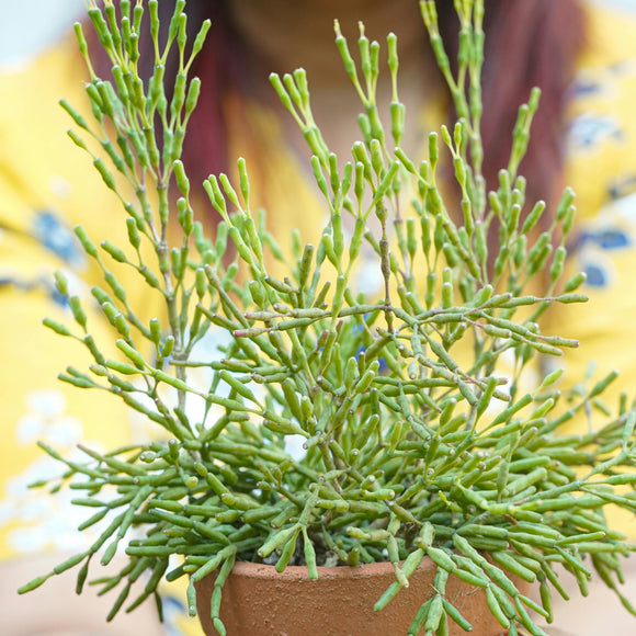 Rhipsalis: Forest Shapes in Hanging Green