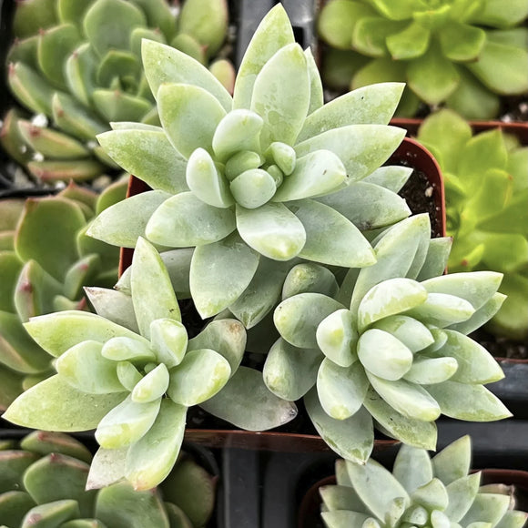 Sedeveria Blue Burrito