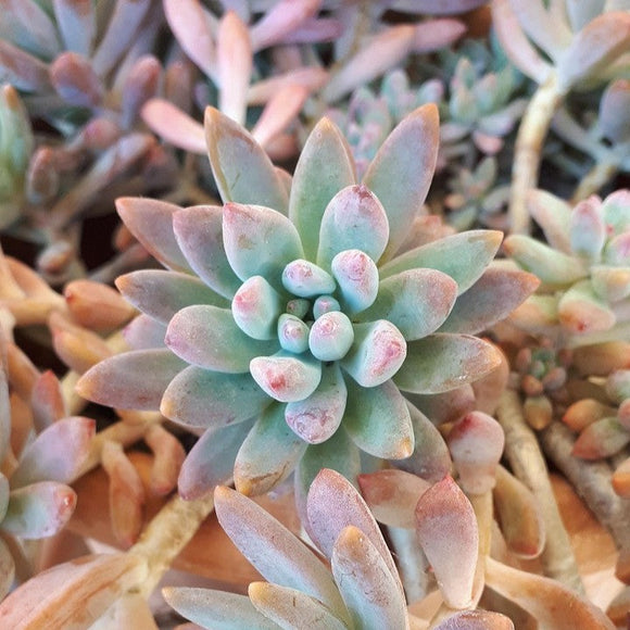 Pachyphytum