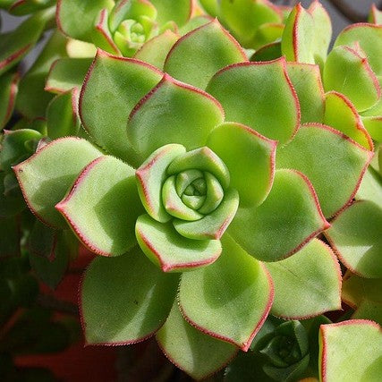 Image by PublicDomainPictures from Pixabay