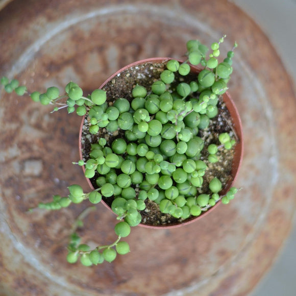 Senecio image by Veronica Bosley from Pixabay