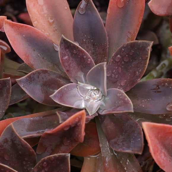 Graptoveria image by TuJardínDesdeCero from Pixabay