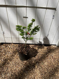 Acer palmatum 'Shishigashira' in front of a white wall with a metal bar