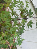 Japanese Maple ' Purple Ghost ' Grafted leaves against a light-colored wall